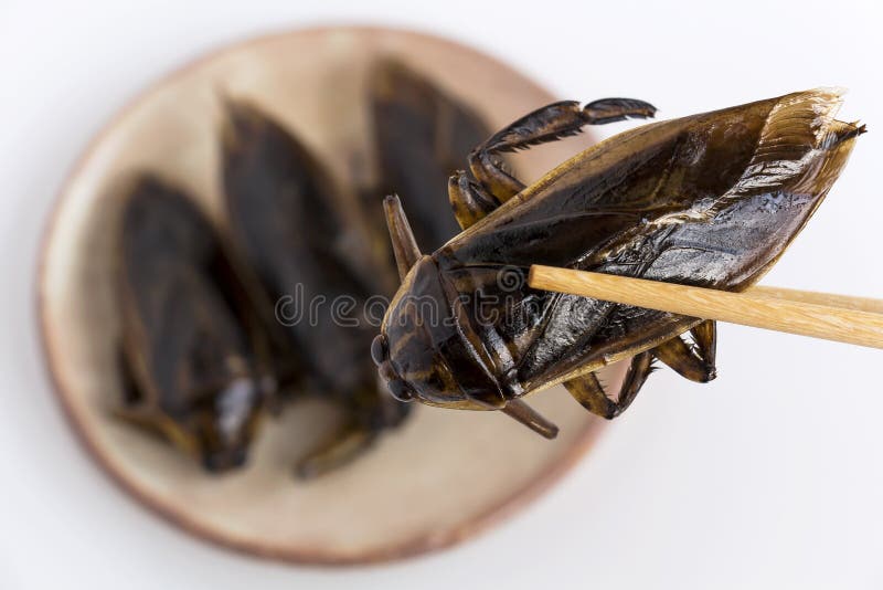 巨型划蝽是吃的可食的昆虫作为在板材和筷子的食物昆虫油炸酥脆快餐在白色背景， 免版税图库摄影